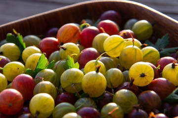 Red, green and yellow gooseberries closeup