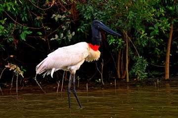 amazzonia, volo, uccelli, ara azul, tuyuyu, brasile, brasil, colore, flora, fauna, paesaggio, cielo