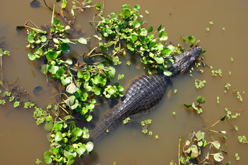 amazzonia, volo, uccelli, ara azul, tuyuyu, brasile, brasil, colore, flora, fauna, paesaggio, cielo