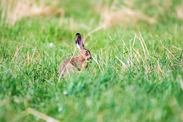 Alert European hare or Lepus europaeus sits in a meadow