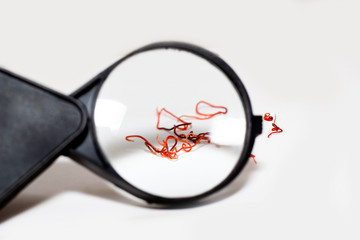 red parasites worms on a white background under the magnifying glass. Thin helminths that live in...