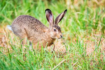 Naklejka na ściany i meble European hare or Lepus europaeus leaps in a meadow