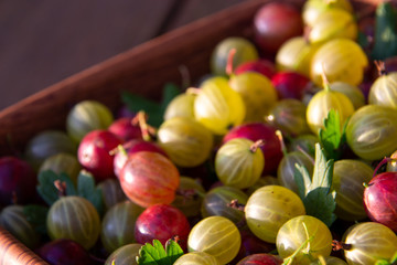 Red, green and yellow gooseberries closeup