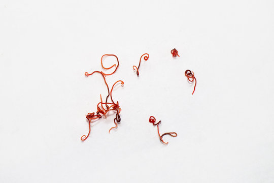 red parasites worms on a white background. Thin helminths that