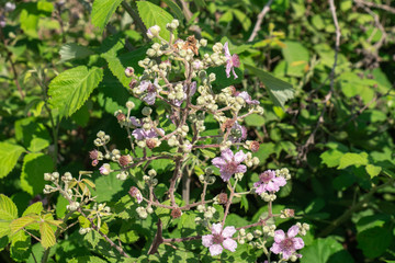 blackberry flower, blossom, leafs