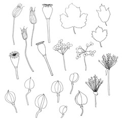 Set of fruit aquilegia, poppy, viburnum, lilium hand drawn sketch design element stock vector illustration for web, for print