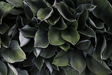 big green leafs background