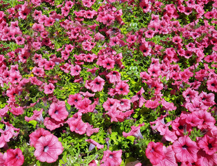 Obraz premium Floral background of climbing plant with pink flowers