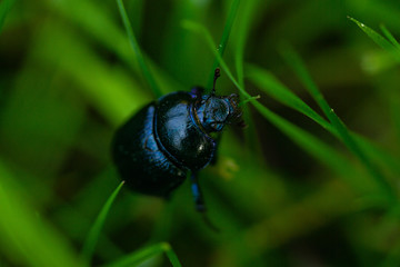 Black Beetle Close-Up