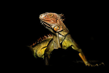 Green iguana - Iguana iguana  also known as the American iguana, is a large, arboreal, mostly herbivorous species of lizard of the genus Iguana