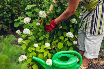 Poster Woman gardener taking care of hydrangea flowers. Summer garden work. © maryviolet