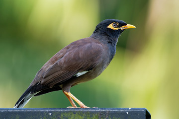 Common Myna - Acridotheres tristis or Indian myna , sometimes spelled mynah,member of the family Sturnidae (starlings and mynas) native to Asia, invasive in Australia