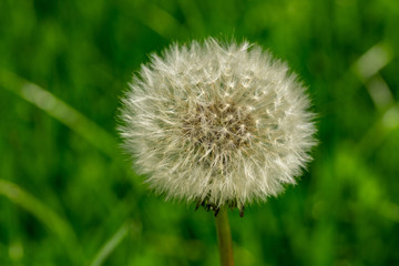 Dandelion Close-Up
