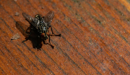 Fly in the Corner