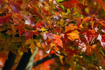 maple leaves in autumn