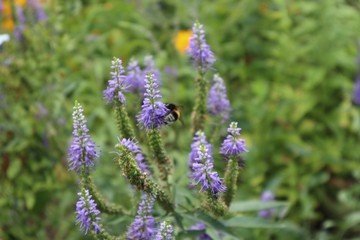 Obraz premium Natur im Großen Garten Dresden