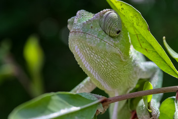 chameleon eye
