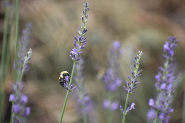 honey bee on purple lavender flower