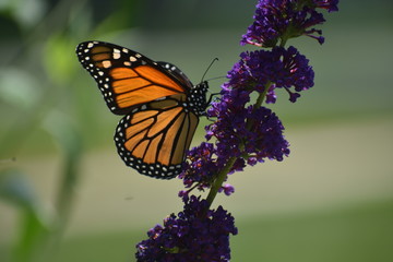 sun lit monarch butterfly on purple flower 