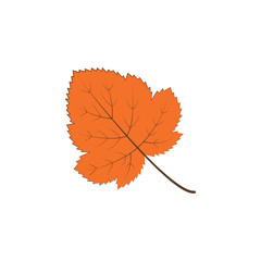 autumn orange color leaf illustration