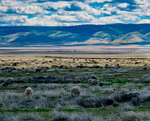Fototapeta premium A flock (herd) of sheep graze in a pasture in the fields along the highway in central California, on a partly cloudy day with hills in the background.