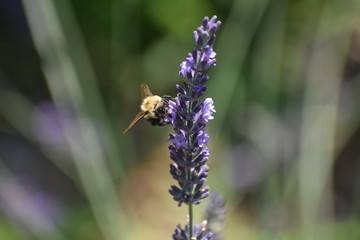 bee on purple lavender