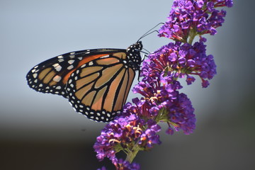 monarch butterfly on purple butterfly bush