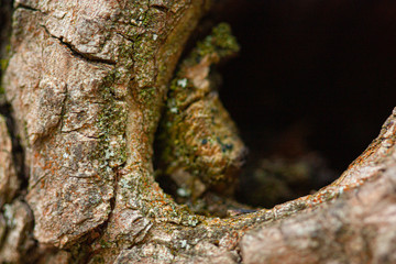 tree hollow and bark close up