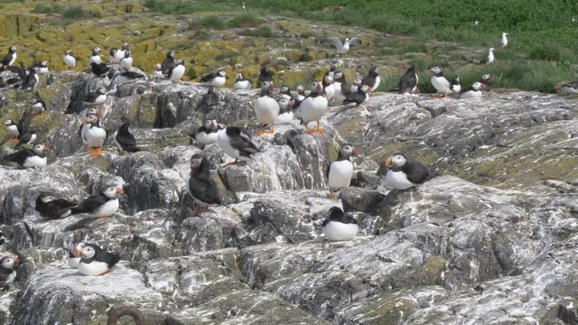 Wild puffins, sea birds, nesting on clifftop on the Farne Islands, Northumberland, UK during spring 4k 60fps