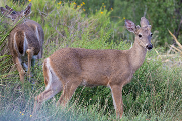 Wild deer near the Chisos Basin in Big Bend National Park (Texas).