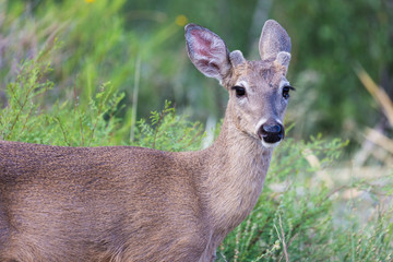 Wild deer near the Chisos Basin in Big Bend National Park (Texas).