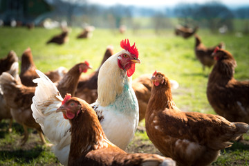 Hühner © Ben.Photoholic