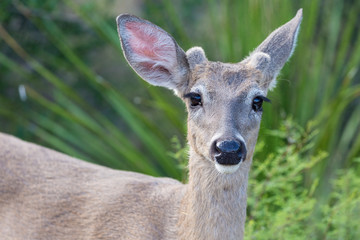 Naklejka na ściany i meble Wild deer near the Chisos Basin in Big Bend National Park (Texas).