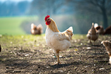 Hühner © Ben.Photoholic