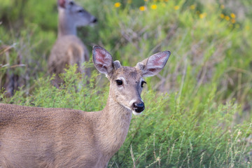 Wild deer near the Chisos Basin in Big Bend National Park (Texas).