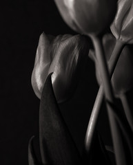 Thr perfect Sepia Bouquet Of tulips