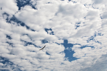 Blue sky with clouds and a seagull
