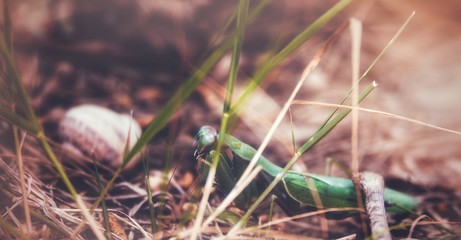 Insect in the forest