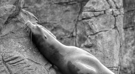 Resting Sea Lion 