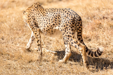 Cheetah running in South Africa, Acinonyx jubatus.