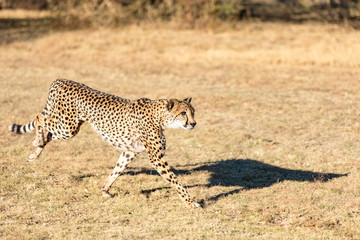 Cheetah running in South Africa, Acinonyx jubatus. Guepardo.