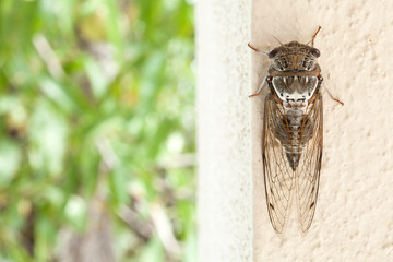cicada bug on the wall