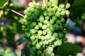Bunch of unripe green grapes on vine outdoors