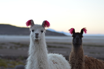 Portrait of Bolivian llamas during a sunset in Salar de Uyuni © Camille Campo