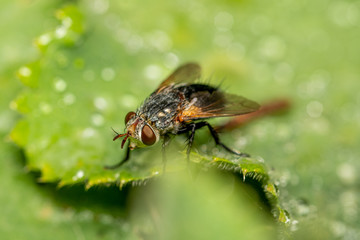 Closeup of an insect in the garden