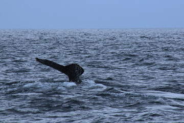 Fototapeta premium A lonenly tail of a humpback whale in a large ocean, Megaptera novaeangliae