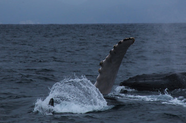 A Humback whale, megaptera novaeagliae, flapping with one of the pectorial fins