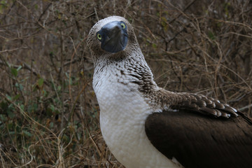 A close up of the head from a blue-footed booby, Sula nebouxii