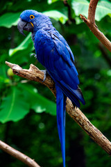 Hyacinth macaw