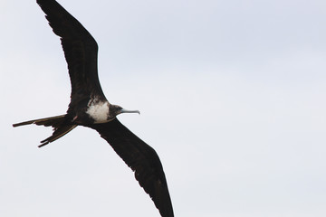 A close up of a magnificent frigatebird, Fregata magnificen, flying